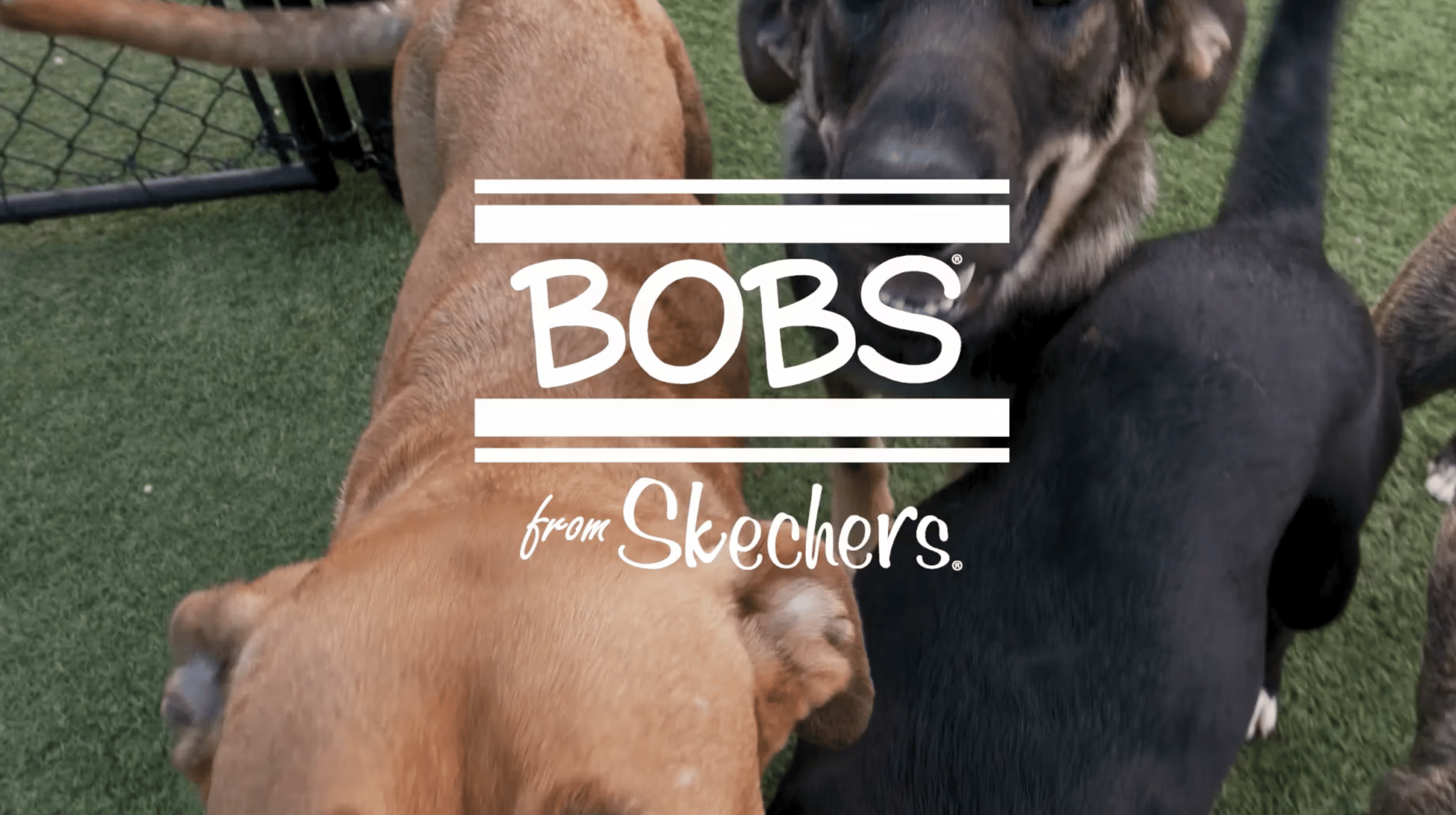 Bobs for dogs sales australia